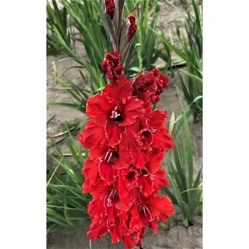 Sazenice Lukon Glads Mečík SALVATORE - gladiolus Velikost hlízy: Malá