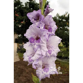 Sazenice Lukon Glads Mečík KURNÁS - gladiolus Velikost hlízy: Malá