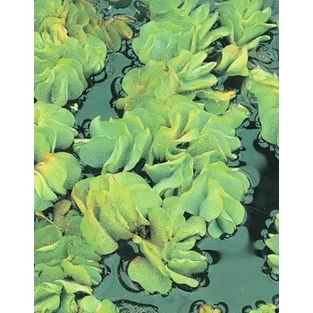 Květináč Nepukalka vzplývající FloraSelf Salvinia natans výška 2-5 cm květináč 1 l