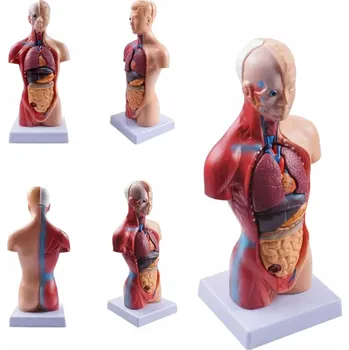 Obraz Model model lidského trupu Kgedon 28 cm