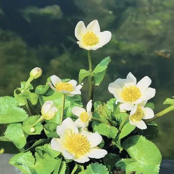 Květináč Blatouch bahenní bílý FloraSelf Caltha palustris 'Alba' 10-40 cm květináč 0,6 l