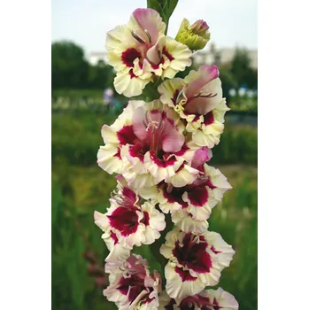 Sazenice Lukon Glads Mečík SMUTNÝ ACANT - gladiolus Velikost hlízy: Malá