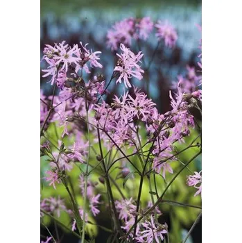 Květináč Kohoutek luční pravý FloraSelf Lychnis flos-cuculi květináč Ø 9 cm