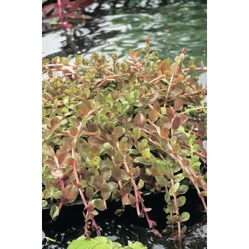 Květináč Kolovka indická FloraSelf Rotala indica 5-15 cm květináč 1 l