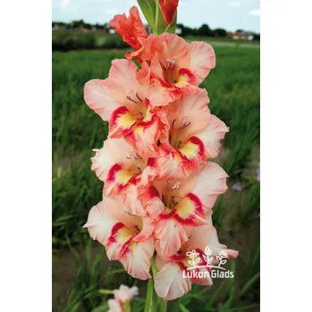 Semeno Lukon Glads Mečík PLÁPA - gladiolus Velikost hlízy: Velká
