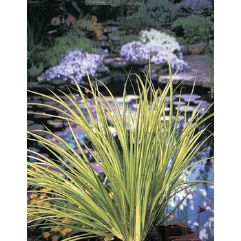 Květináč Puškvorec trávovitý žlutopestrý FloraSelf Acorus gramineus 'Ogon' květináč Ø 9 cm