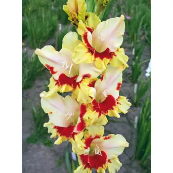 Semeno Lukon Glads Mečík JAUNÁ KOMBINÁCIJA - gladiolus Velikost hlízy: Malá