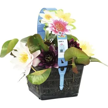 Květináč Leknín FloraSelf Nymphaea-kultivar květináč 3 l 3 ks