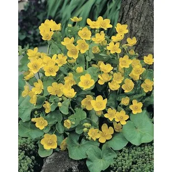 Květináč Blatouch bahenní FloraSelf Caltha palustris květináč Ø 18 cm