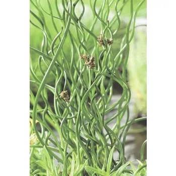 Květináč Sítina rozkladitá FloraSelf Juncus effuses 'Spiralis' květináč Ø 9 cm