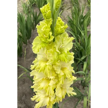Semeno Lukon Glads Mečík GREEN FLASH - gladiolus Velikost hlízy: Malá