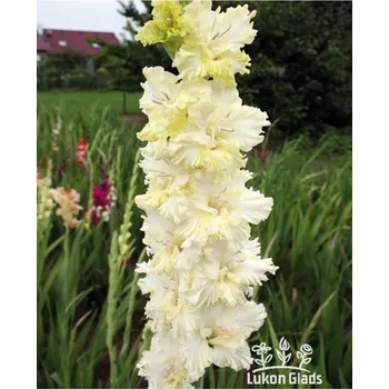 Semeno Lukon Glads Mečík CURLING ATOLL - gladiolus Velikost hlízy: Velká