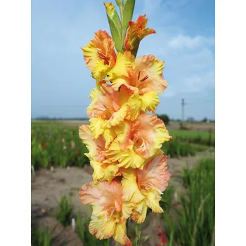 Sazenice Lukon Glads Mečík AURELIA - gladiolus Velikost hlízy: Malá