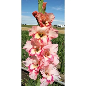 Semeno Lukon Glads Mečík HOGO FOGO - gladiolus Velikost hlízy: Velká
