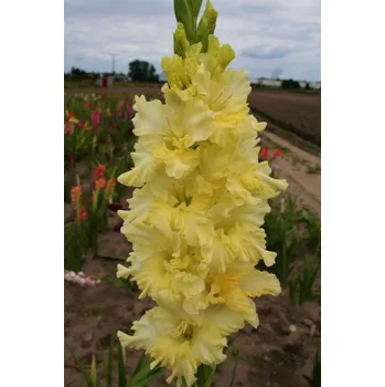 Semeno Lukon Glads Mečík MARIA BARSECHIAN - gladiolus Velikost hlízy: Malá