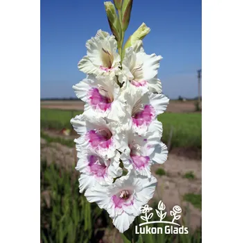 Semeno Lukon Glads Mečík MILLENNIUM - gladiolus Velikost hlízy: Malá