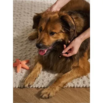 Antiparazitikum pro psa Sinsay - Obojek proti blechám a klíšťatům - vícebarevná - 340EJ-MLC - 340EJ-MLC-ONE