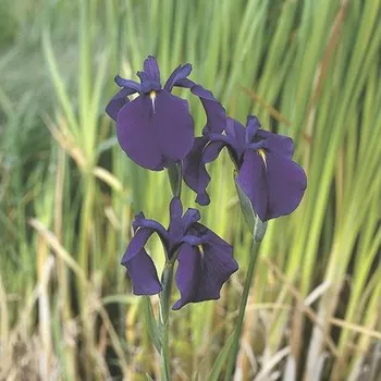 Květináč Kosatec Kaempferův FloraSelf Iris kaempferi květináč Ø 9 cm