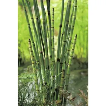 Květináč Přeslička japonská FloraSelf Equisetum japonicum květináč Ø 18 cm