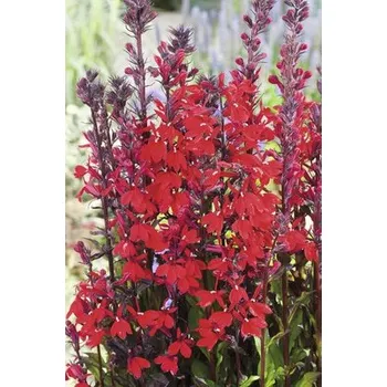 Květináč Lobelka šarlatová Lobelia cardinalis výška 15-25 cm květináč 3 l