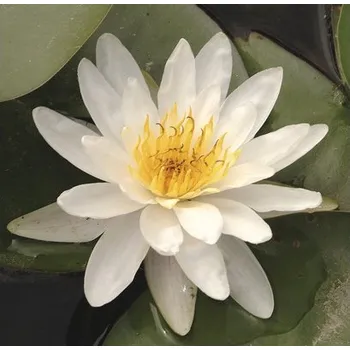 Květináč Leknín tropický FloraSelf Nymphaea marliacea 'Alba' květináč Ø 18 cm