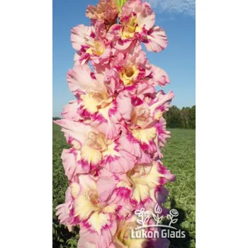 Semeno Lukon Glads Mečík UNFORGETABLE - gladiolus Velikost hlízy: Malá