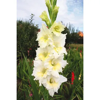 Semeno Lukon Glads Mečík VLADĚNA - gladiolus Velikost hlízy: Malá