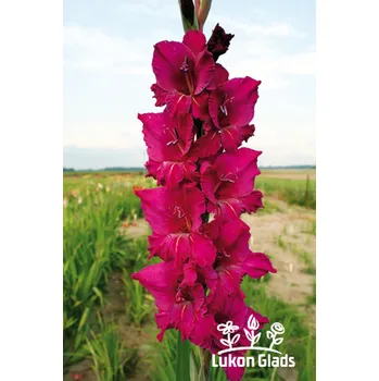 Semeno Lukon Glads Mečík WINNIE - gladiolus Velikost hlízy: Velká