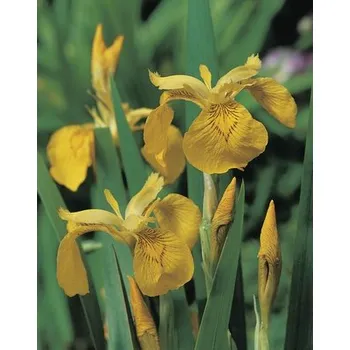 Květináč Kosatec žlutý FloraSelf Iris pseudocorus květináč Ø 9 cm