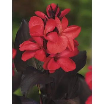 Dosna indická FloraSelf Canna indica výška 20-50 cm květináč 3 l červená