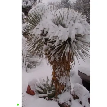 Semeno YUCCA rostrata 'Blue Silver' 5 semen
