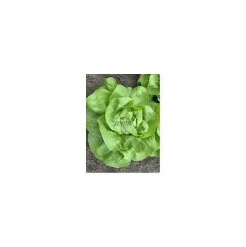 Semeno Salát SAFÍRUS celoroční