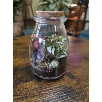 Skleněné mechárium mini