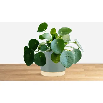 Sazenice Pilea peperomioides 'S' 13 cm