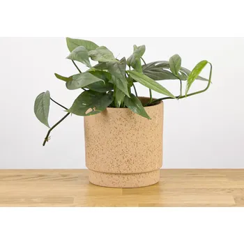 Sazenice Epipremnum Cebu Blue 12 cm