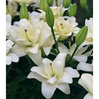 Cibulovina Lilie Belvedere 3 ks