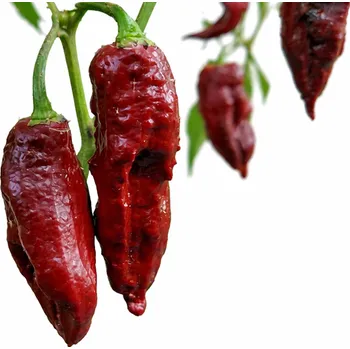 Semeno Bhut Jolokia Chocolate Chilli semínka