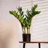 umělá květina Homla Zamiokulkas 45 cm zelená 