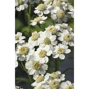 Květináč Řebříček FloraSelf Achillea ptarmica květináč Ø 9 cm