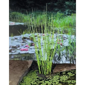 Květináč Přeslička japonská FloraSelf Equisetum japonica květináč Ø 9 cm