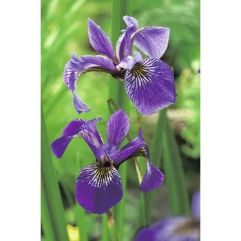 Květináč Kosatec strakatý FloraSelf Iris versicolor květináč Ø 9 cm