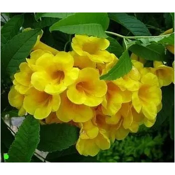 Semeno TECOMA stans 10 semen