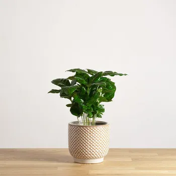 Sazenice Coffea arabica 'S' 12 cm