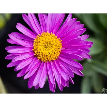 Sazenice Hvězdnice alpská 'Happy End' - Aster alpinus 'Happy End' Balení: kontejner p9