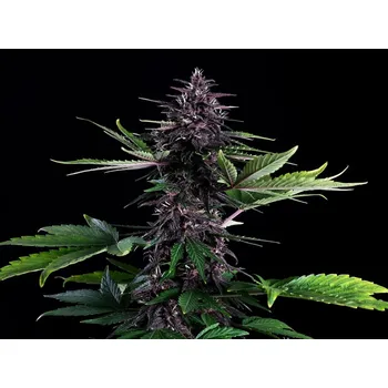 Semeno Swiss Dream Rosé Auto CBD - Kannabia Seeds ks: 3