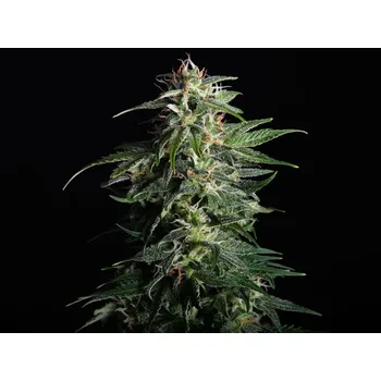 Semeno Swiss Dream Auto CBD - Kannabia Seeds ks: 10