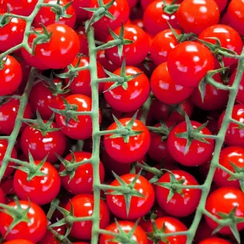 Semeno Semena Vilmorin rajčat Sweetbaby 0,2 g