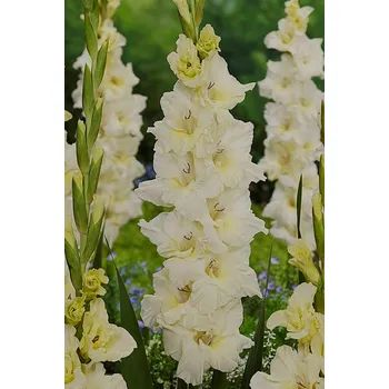 Sazenice Lukon Glads Mečík IVORY PRISCILLA - gladiolus