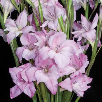 Sazenice Lukon Glads Gladiolus tubergenii CHARMING LADY - gladiolus