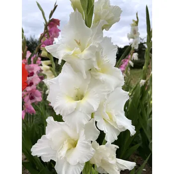 Sazenice Lukon Glads Mečík SNOWBOARD - gladiolus